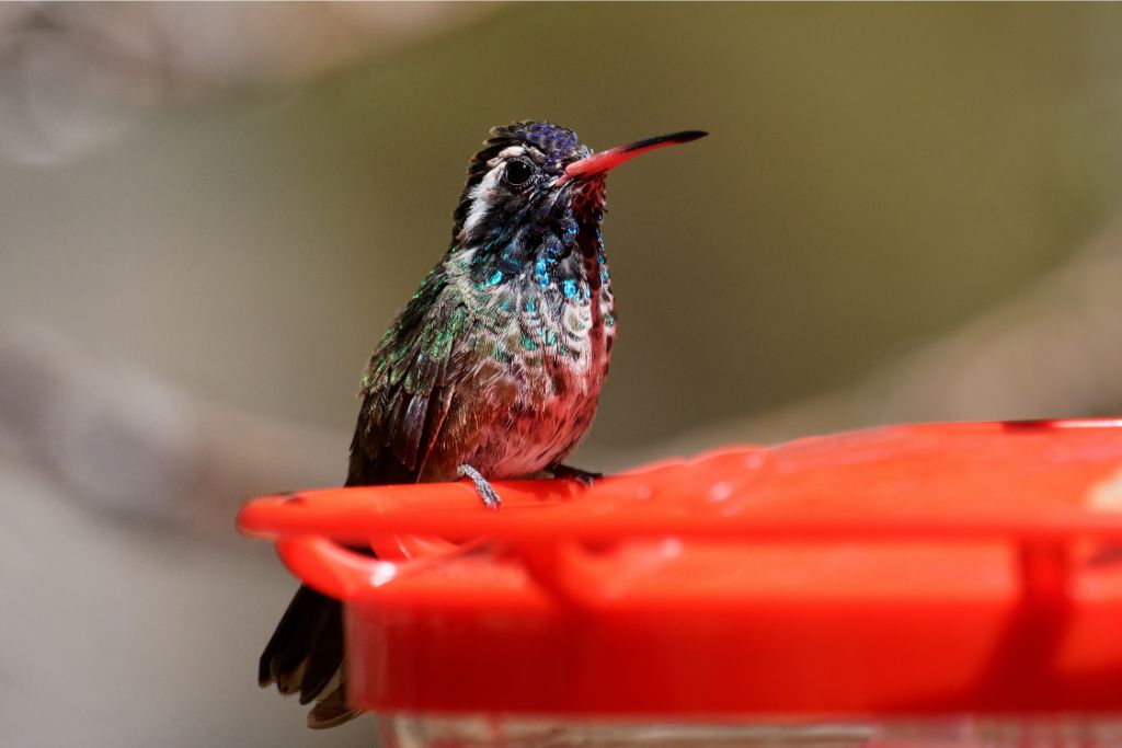 Male White-Eared Hummingbird resting on a bird feeder container 