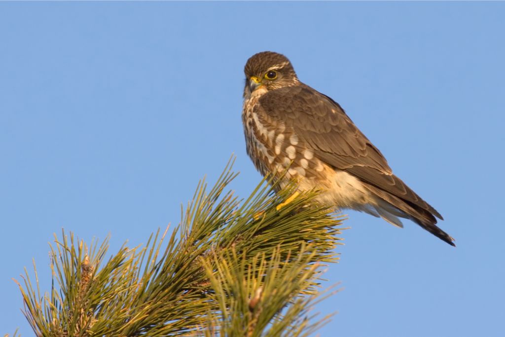 Merlin Falcon standing on a tree branch