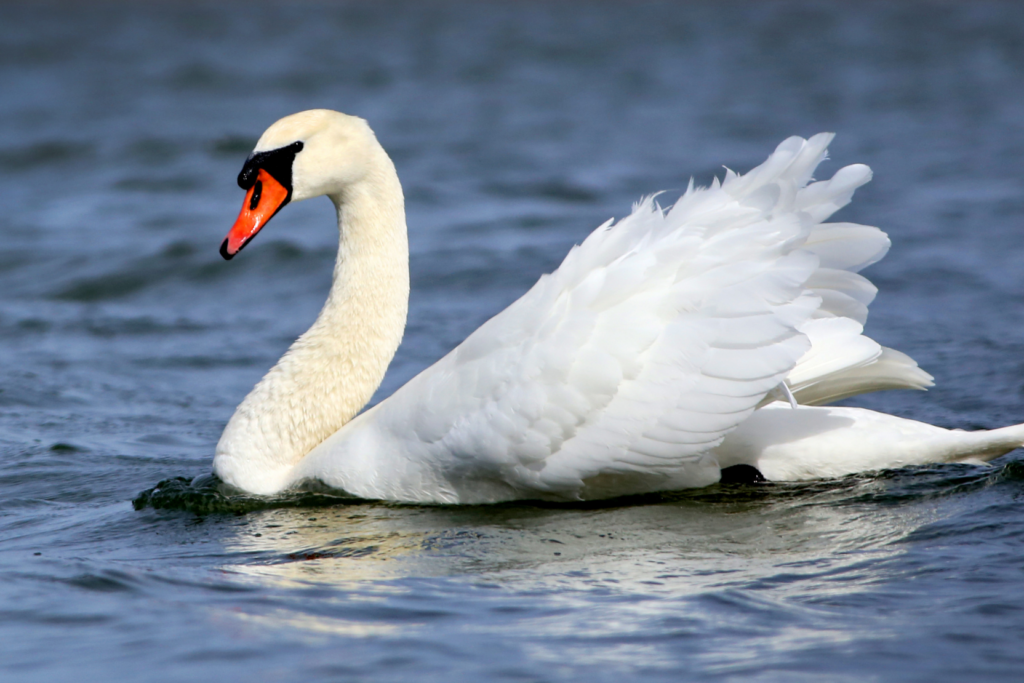 Mute Swan resting on a lake