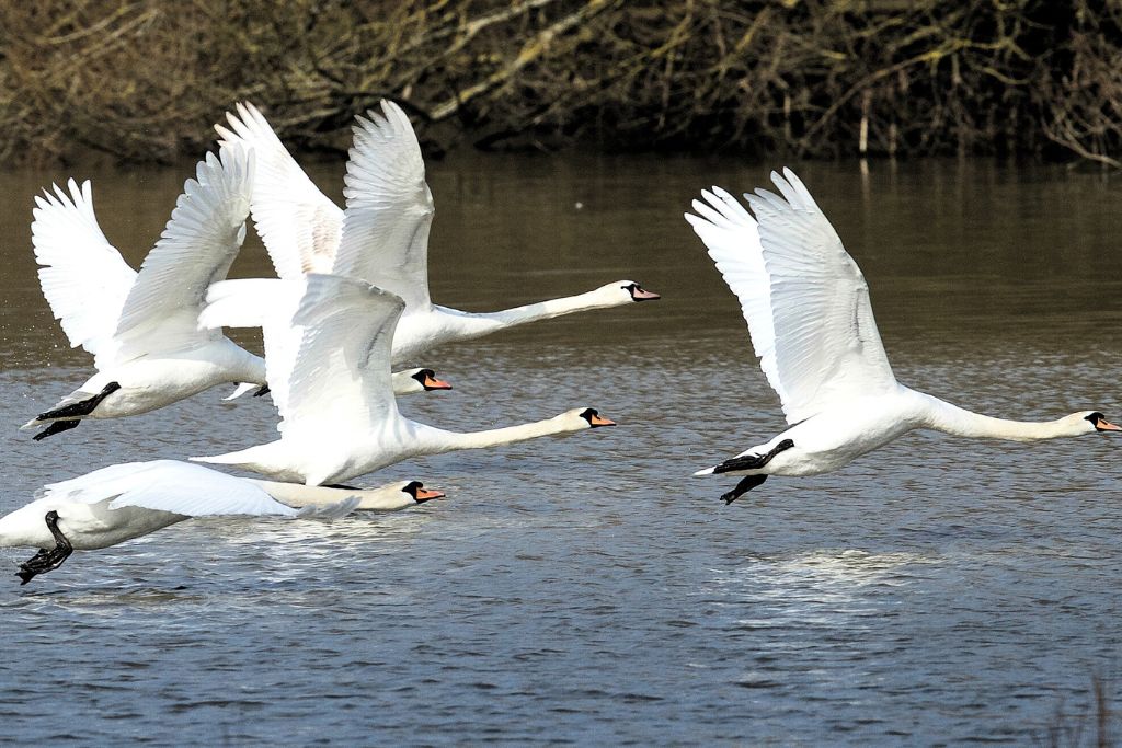 five Mute Swans flying above the sea