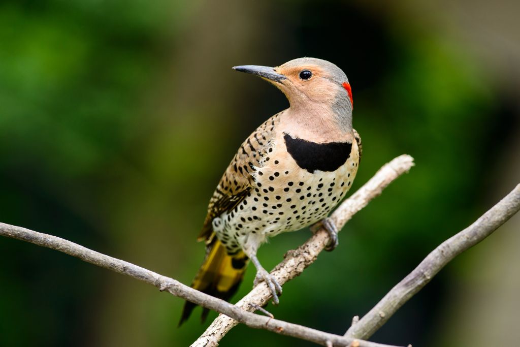 Northern Flicker standing on a tree branch