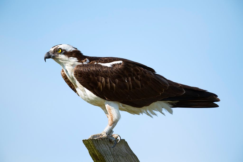 Osprey standing on a chunk on wood