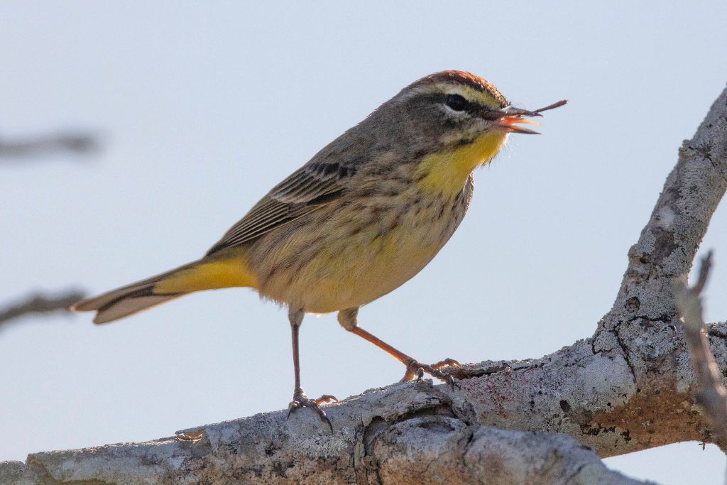 Palm Warbler standing on a tree trunk while eating an insect