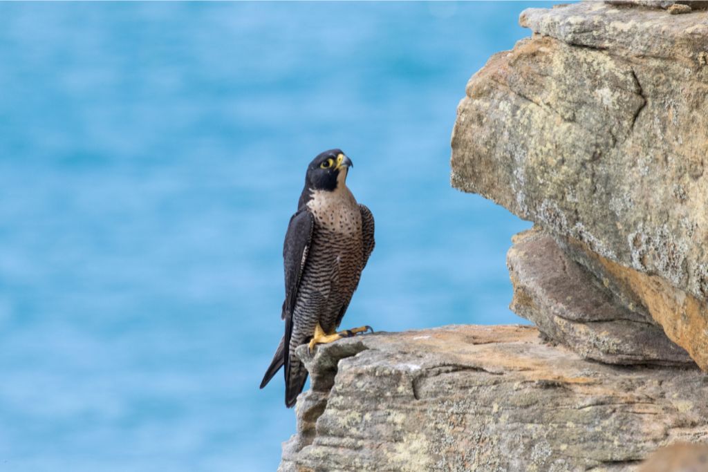 peregrine falcon standing on a rock with an ocean on the background