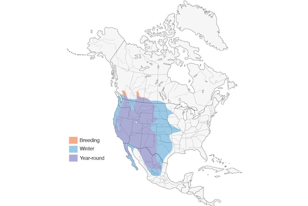 Prairie Falcon Range Map