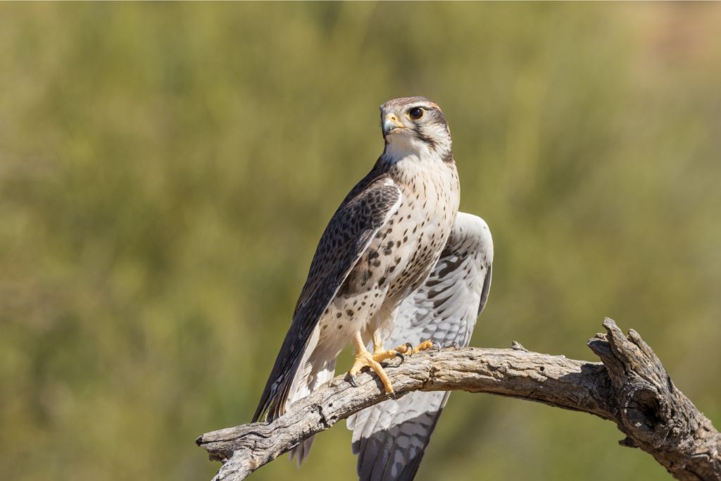 Prairie Falcon standing on a tree branch