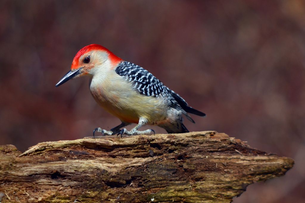 Red-Bellied Woodpecker standing on a chunk of wood