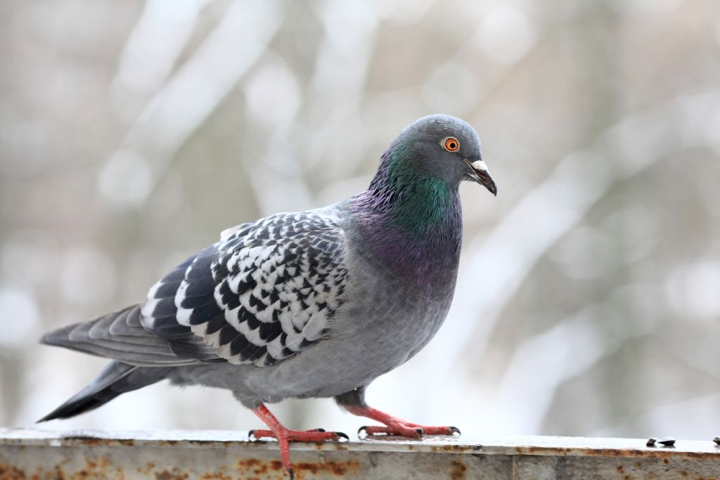 Rock Pigeon standing on a metal fence