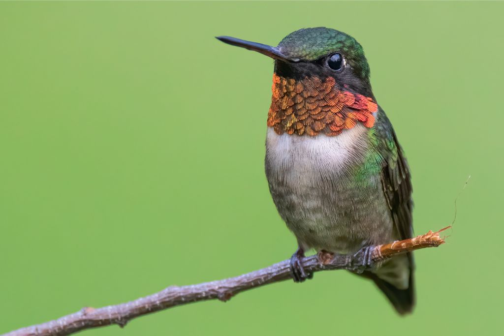 Ruby-Throated Hummingbird sitting on a tree branch