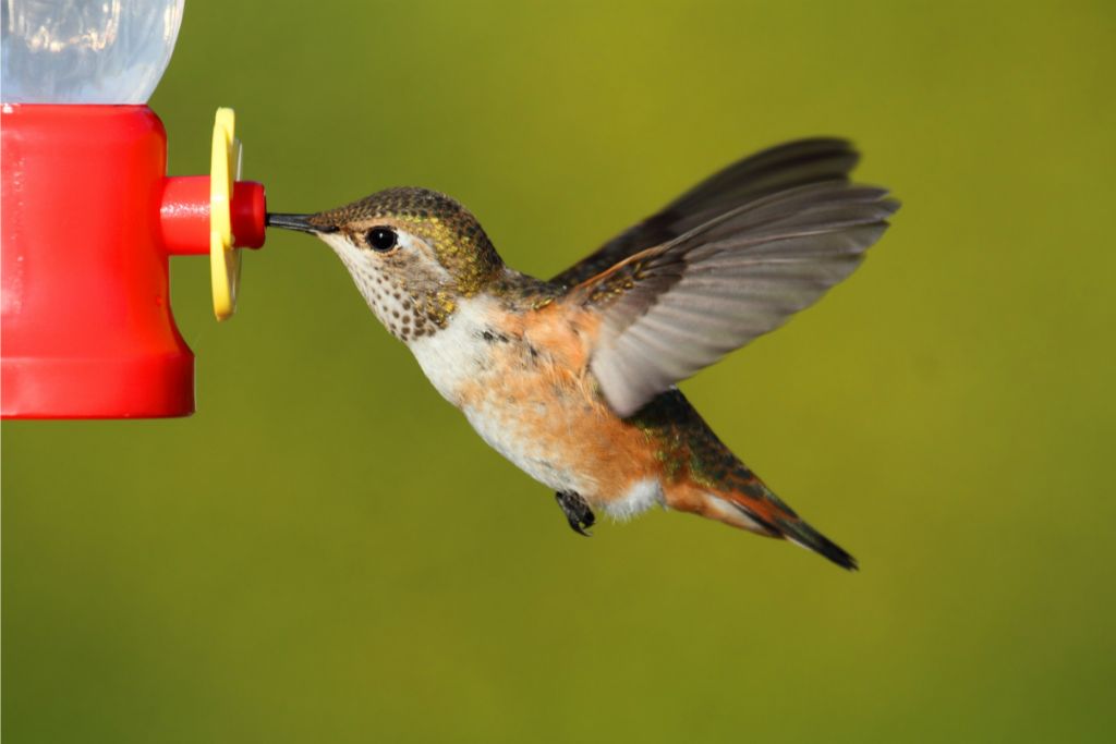 A Rufous Hummingbird is delicately sipping water from a bird's water container.