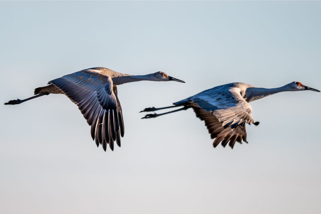 two Sandhill Crane flying in the sky