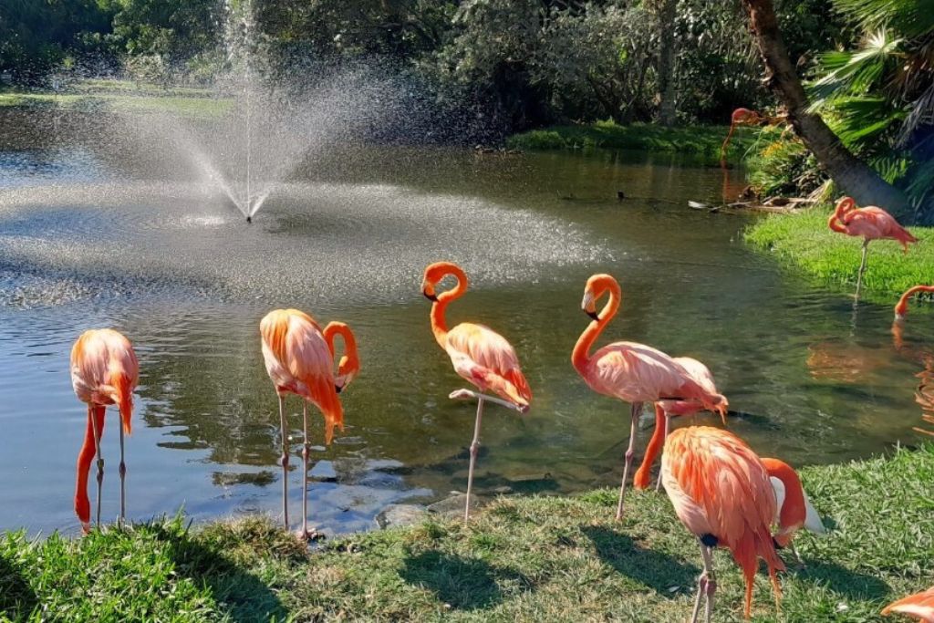 Flamingos standing beside a pond