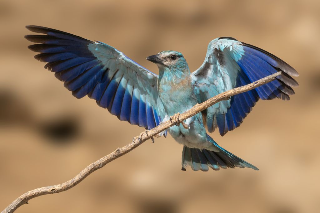Scrub Jay spreading its wings and aiming to fly