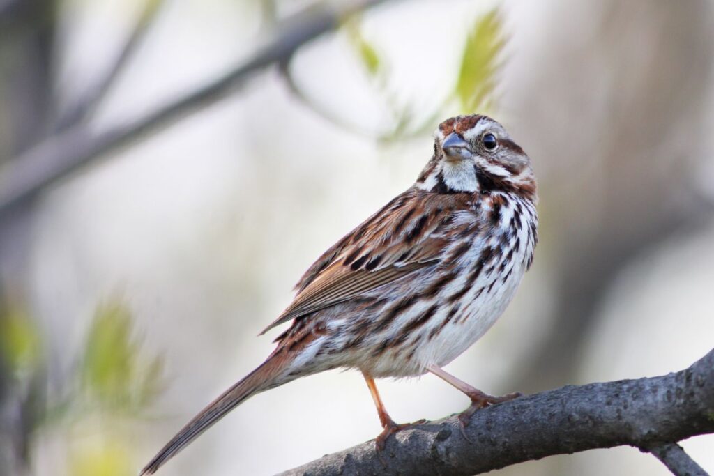 Song Sparrow standing on a tree branch in nature