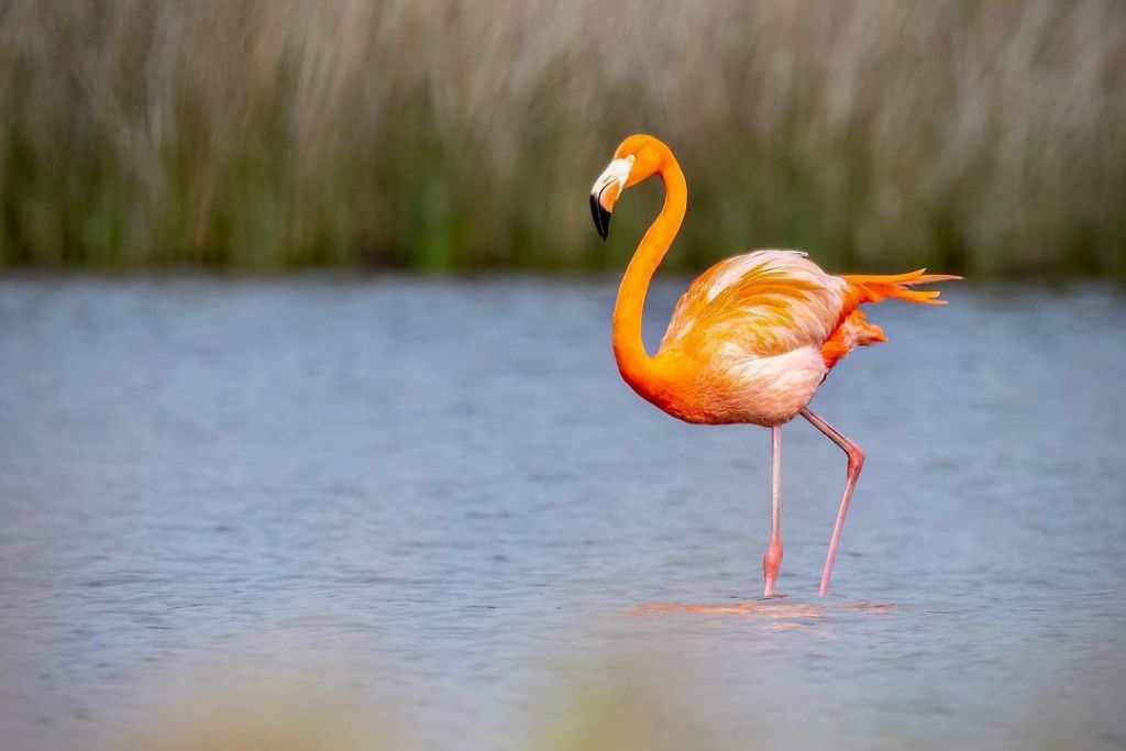 flamingo walking on a shallow lake
