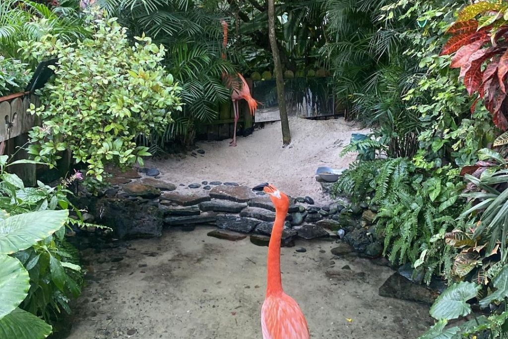 2 flamingos in the garden pond