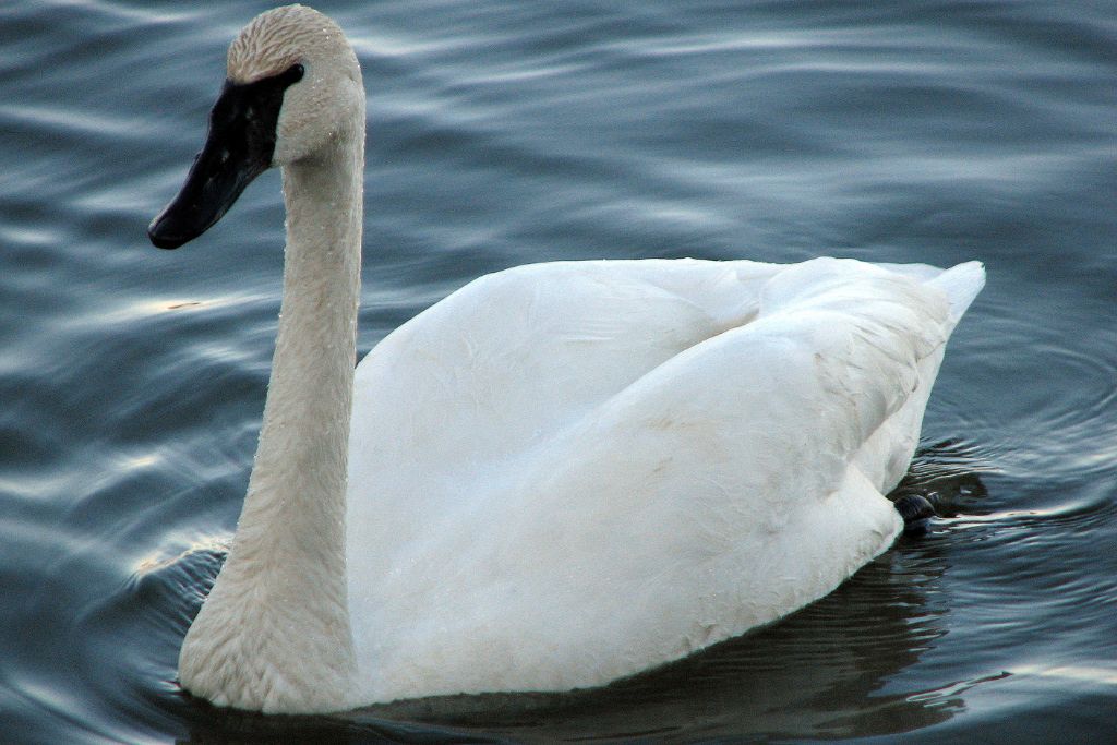 White Trumpeter Swan swimming on lake