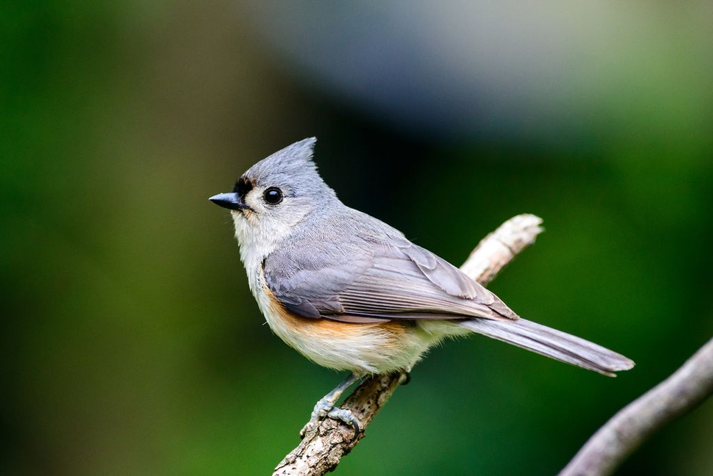 Tufted Titmouse sitting on a tree branch