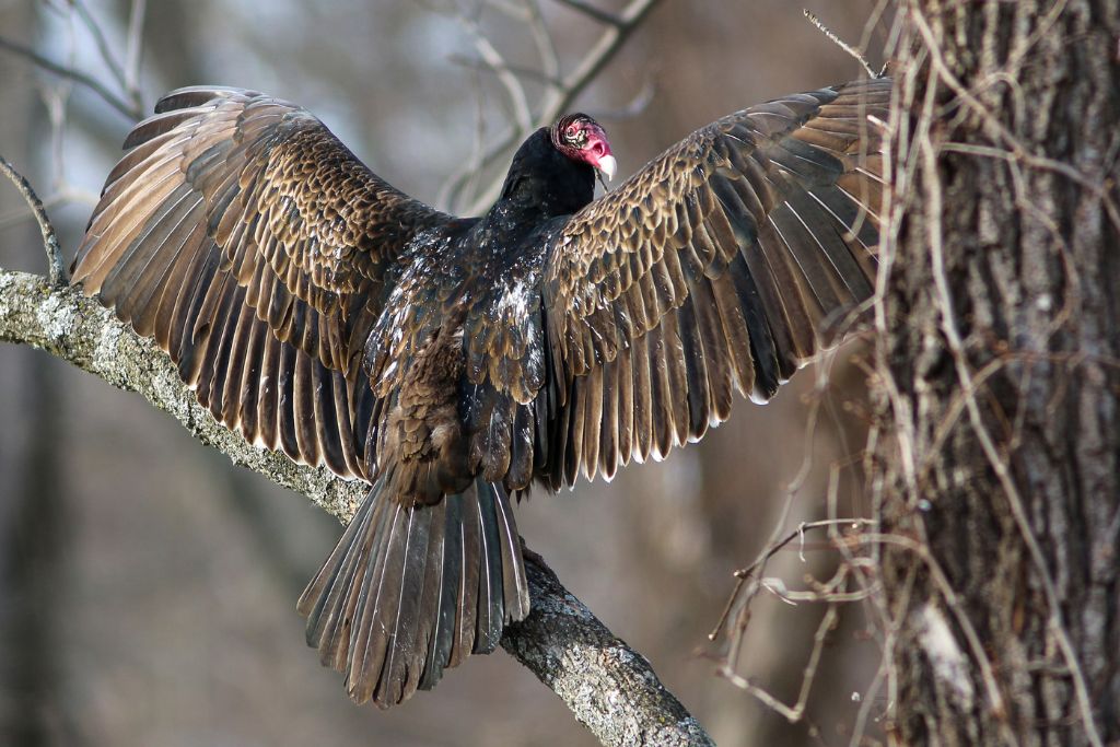 Turkey Vulture standing on  a tree branch