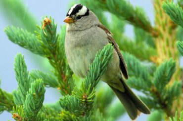 White-Crowned Sparrow resting on tree branch with green leaves