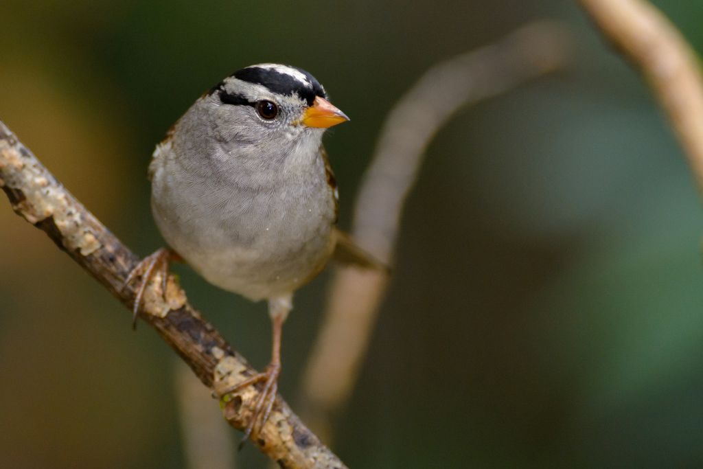 White-Crowned Sparrow standing on a thin tree branch