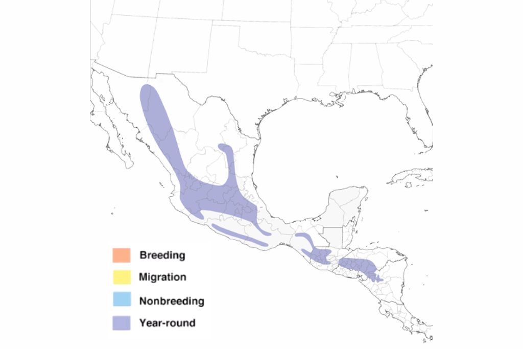 White-Eared Hummingbird Range Map