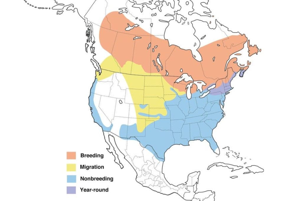 White-Throated Sparrow range map