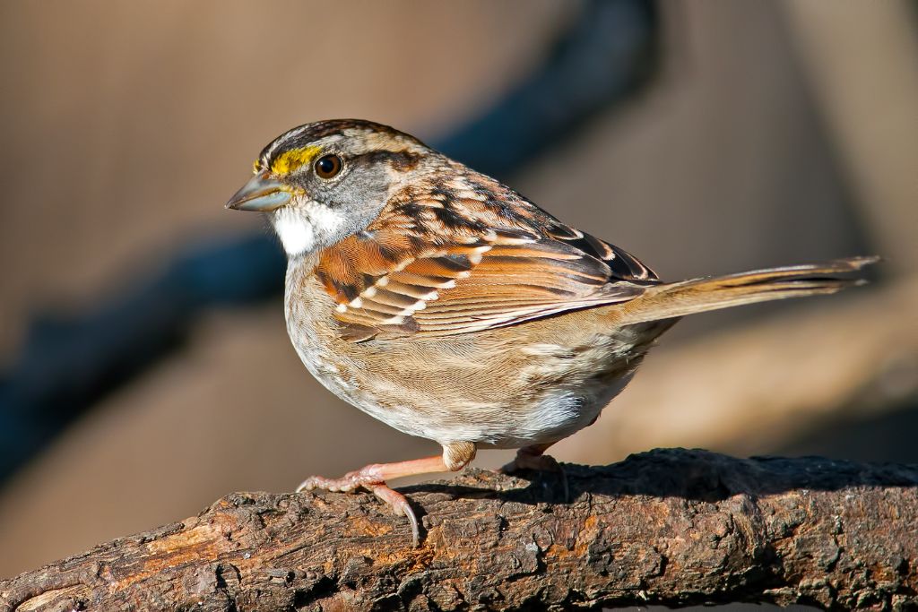 White-Throated Sparrow sitting on a branch of tree in nature