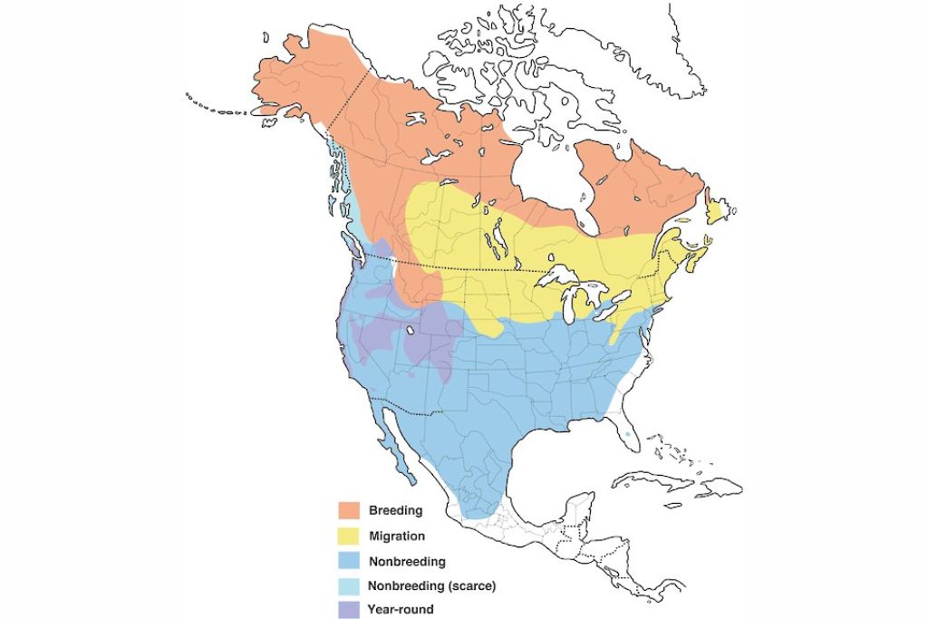 White-crowned sparrow range map