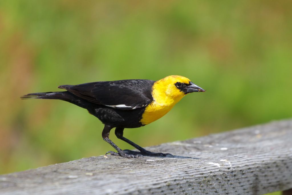 Yellow-Headed Blackbird standing on a wooden veranda