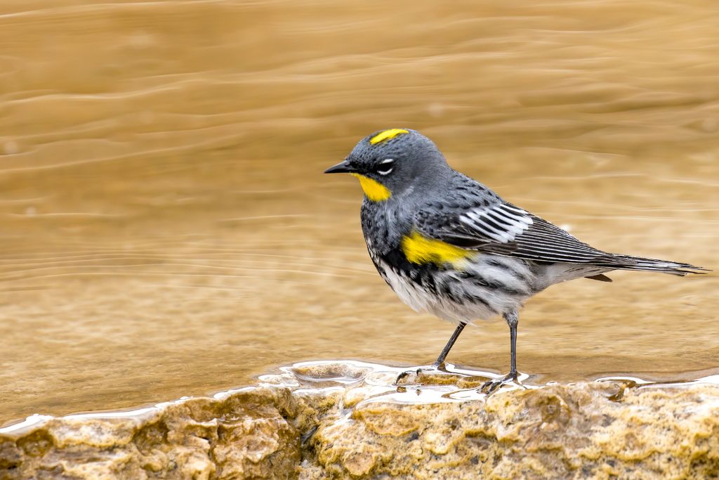 Yellow-Rumped Warbler standing on top of a rock