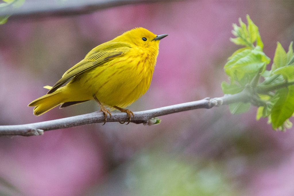Yellow warbler standing on a tree branch