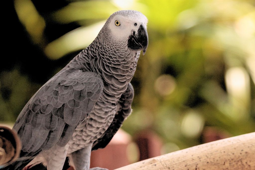 African Grey Parrot resting on a wood branch