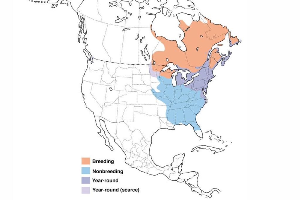 American Black Duck range map
