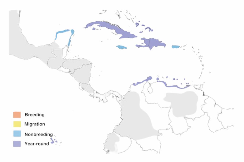 American Flamingo Range Map