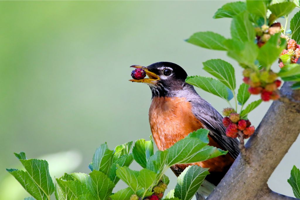 American Robin bird resting on a tree branch while eating a small fruit