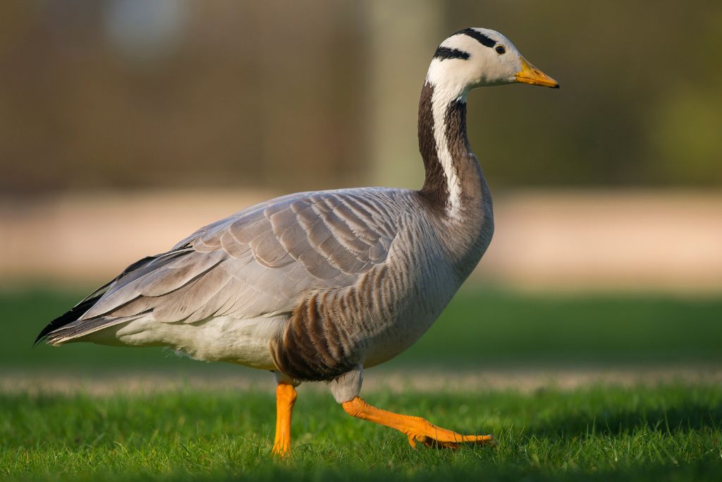 Bar-Headed Goose walking on a grassy field
