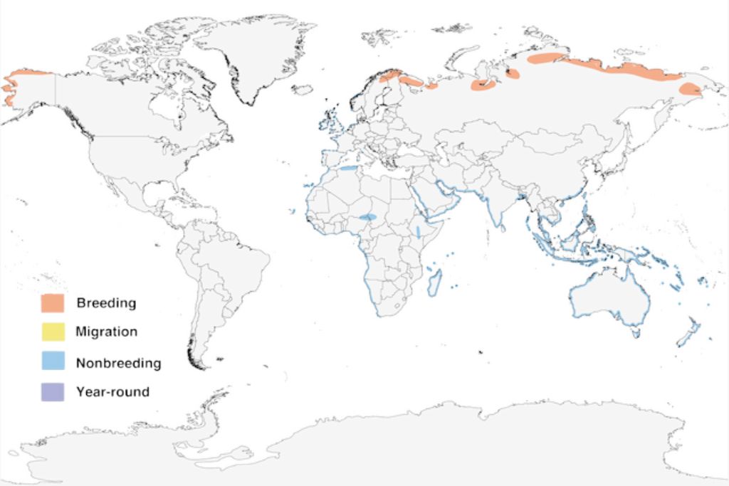Bar-Tailed Godwit Range Map