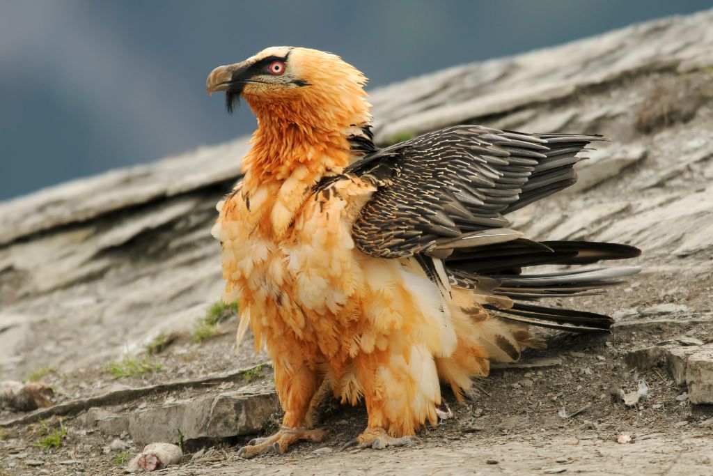 Bearded Vulture standing on the ground and aiming to flap its wings