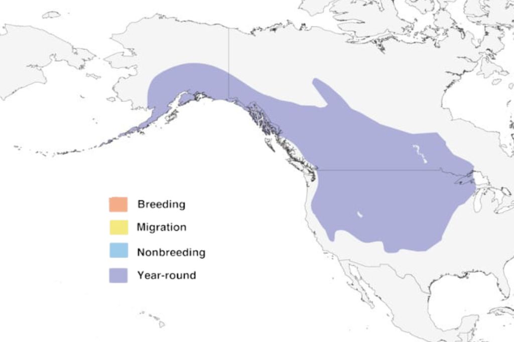 Black-Billed Magpie range map