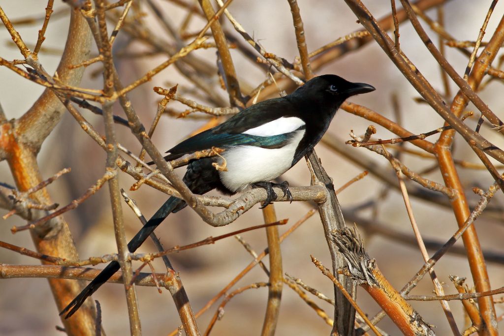 Black-Billed Magpie sitting on a branch of tree during autumn season