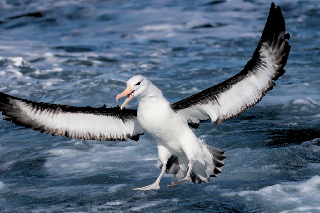 Black-Browed Albatross bird flying above the sea