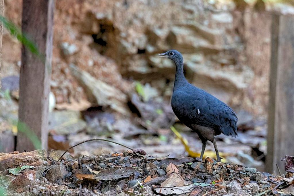 Black Tinamou bird walking in the forest