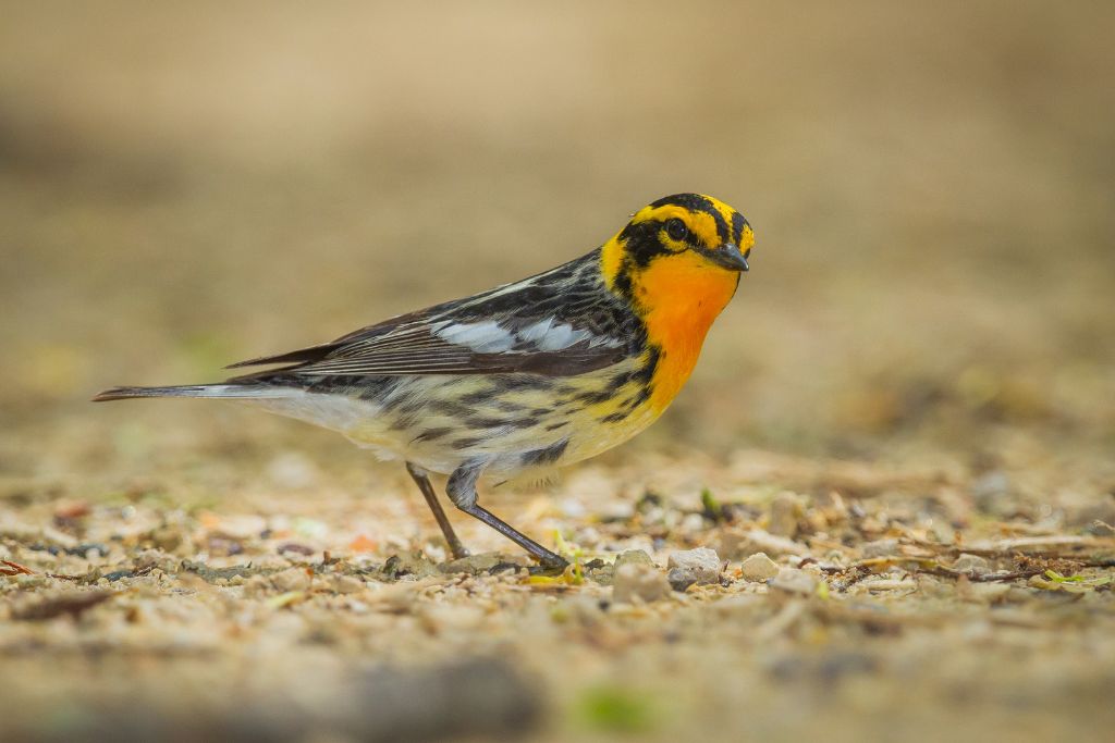 close up picture of Blackburnian Warbler standing on the ground