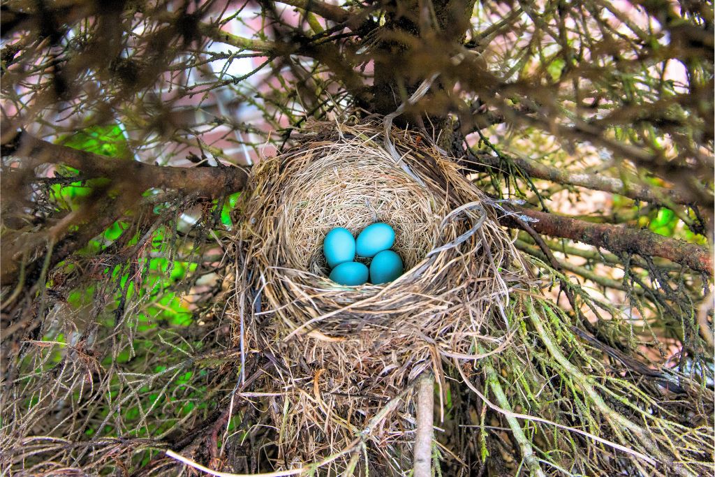 Blue Eggs on nest of a bird