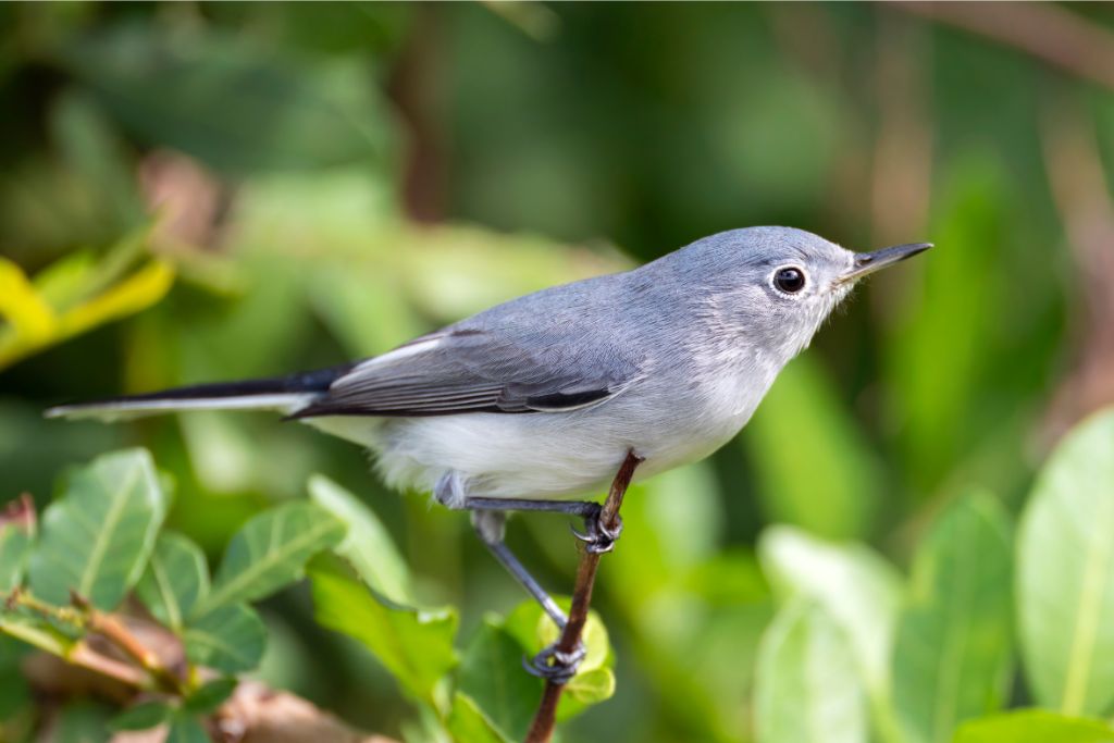 Blue-Gray Gnatcatcher standing in a thin tree branch in nature