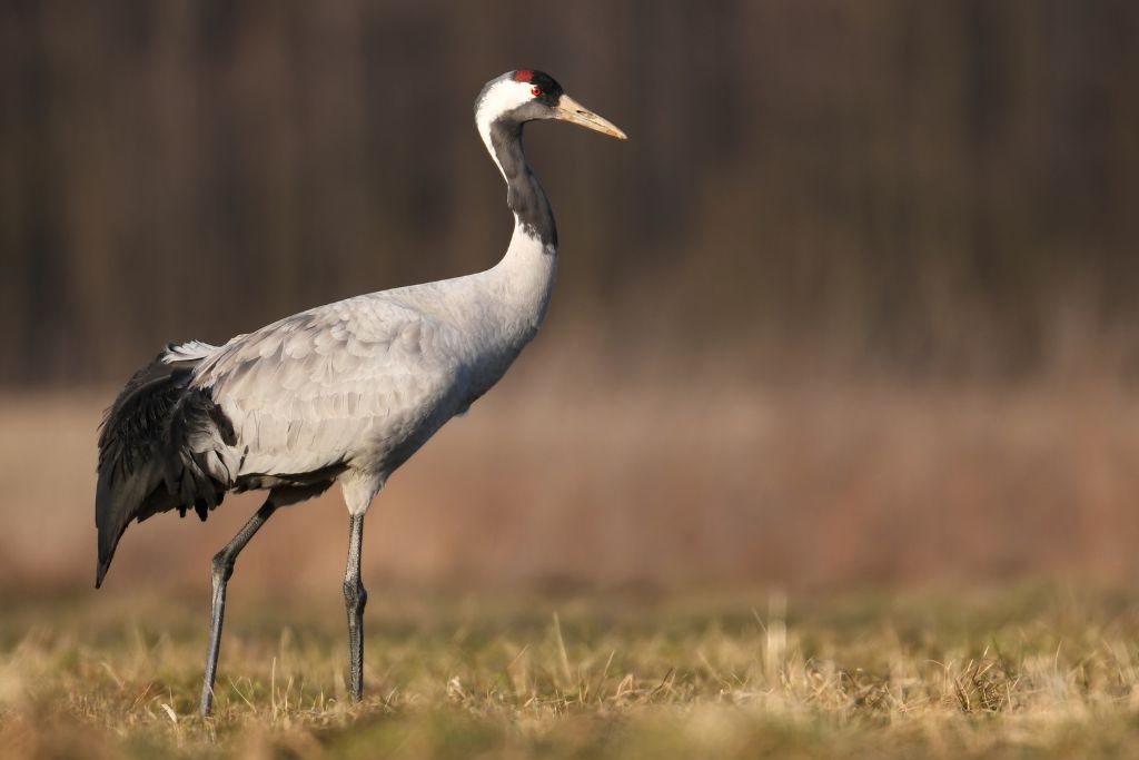 Common Crane walking on a grassy field