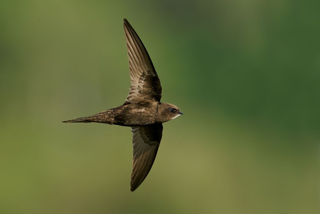 Common Swift flying sideways