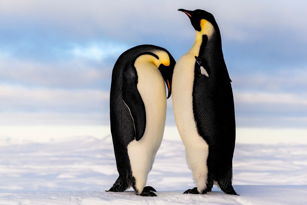 two Emperor Penguin standing right next to each other