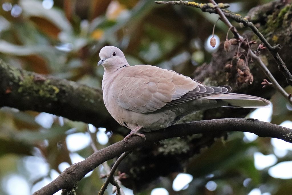 Eurasian Collared-Dove standing on a tree branch